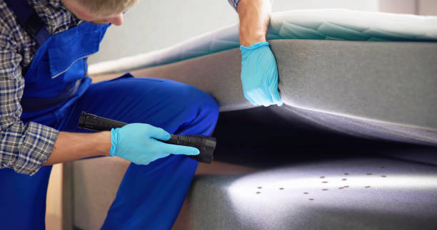 Wasp Removal Services in Storrs, CT
