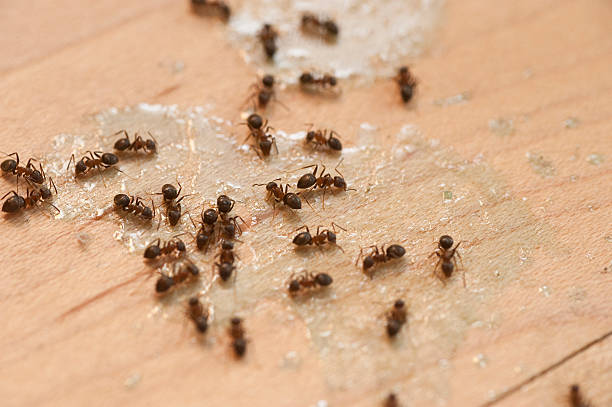 Best Wasp Removal Services  in Storrs, CT
