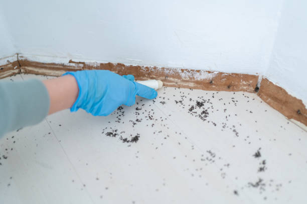 Best Pest Removal Services  in Storrs, CT